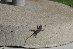Sceloporus occidentalis