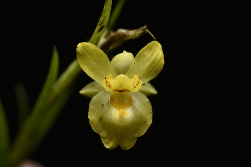 Lockhartia longifolia, photograph 1