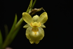 Lockhartia longifolia, photograph (c) Jhon A. Yuca-Palomino, some rights reserved (CC BY)