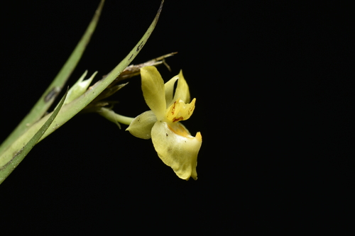 Lockhartia longifolia