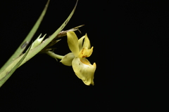 Lockhartia longifolia