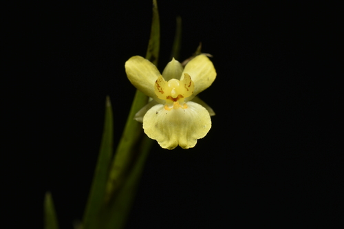 Lockhartia longifolia, photograph 3