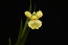 Lockhartia longifolia, photograph (c) Jhon A. Yuca-Palomino, some rights reserved (CC BY)