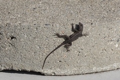 Sceloporus occidentalis