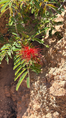 Calliandra peninsularis