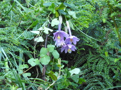 Passiflora cumbalensis