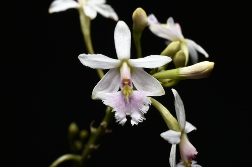 Epidendrum calanthum, photograph 6