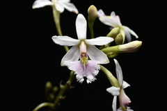 Epidendrum calanthum, photograph (c) Jhon A. Yuca-Palomino, some rights reserved (CC BY)