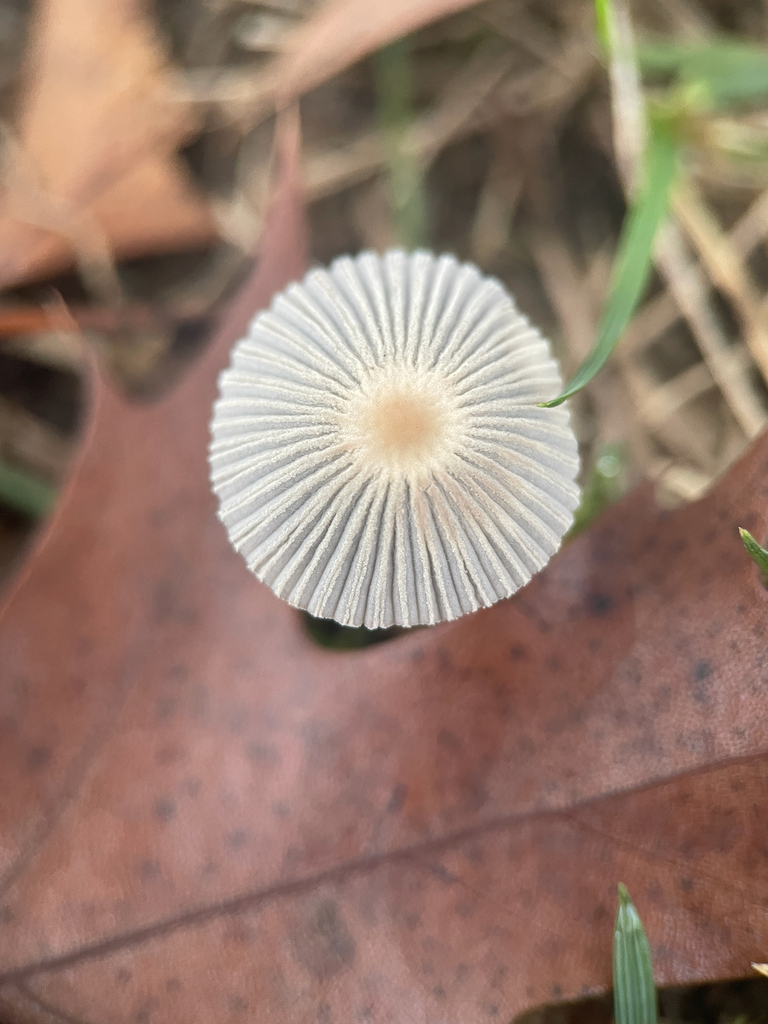 Parasola plicatilis · November 2025 · photo: © ethologist (iNaturalist, cc-by)