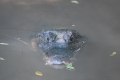 Crocodylia