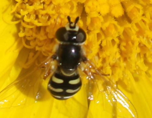 Unknown species found near Cornville, AZ 86325, USA