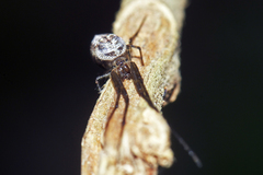 Tylorida