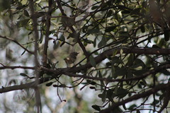 Vireo solitarius