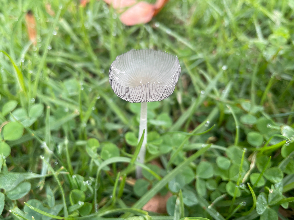 Coprinopsis lagopus · November 2025 · photo: © ethologist (iNaturalist, cc-by)