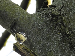 Cyanistes caeruleus