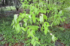 Acer carpinifolium