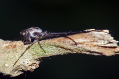 Tylorida