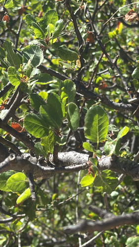 Bursera epinnata (Bursera epinnata)