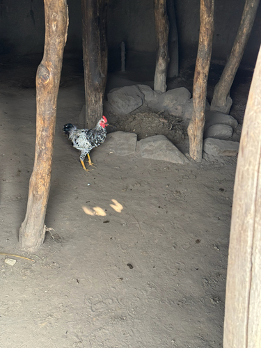 Domestic Chicken