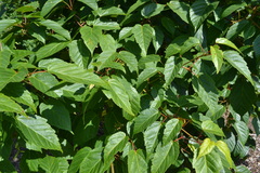 Acer davidii