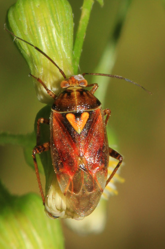 Western Tarnished Plant Bug photo 4