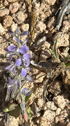Magdalena Milkwort (Polygala magdalenae)