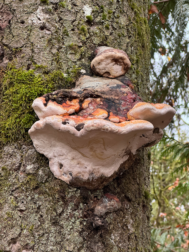 Fomitopsis mounceae · November 2025 · photo: © wisel (iNaturalist, cc0)
