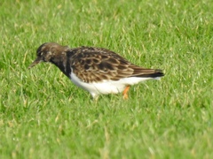 Arenaria interpres