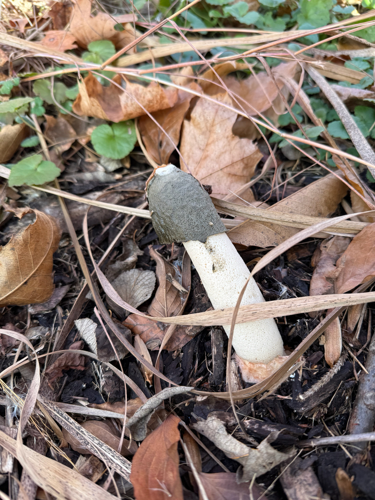 Phallus ravenelii · November 2025 · photo: © eboenzli (iNaturalist, cc0)