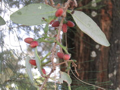 Struthanthus interruptus