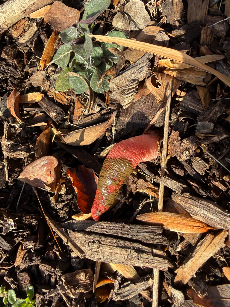 Mutinus elegans · November 2025 · photo: © eboenzli (iNaturalist, cc0)