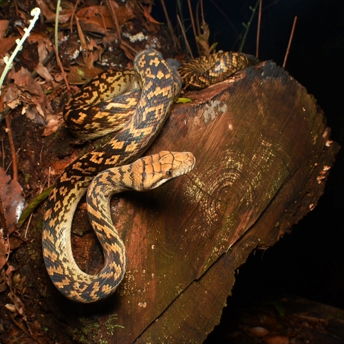 Australian Scrub Python sighting