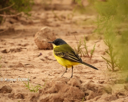 Western Yellow Wagtail