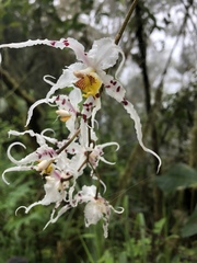 Oncidium cirrhosum