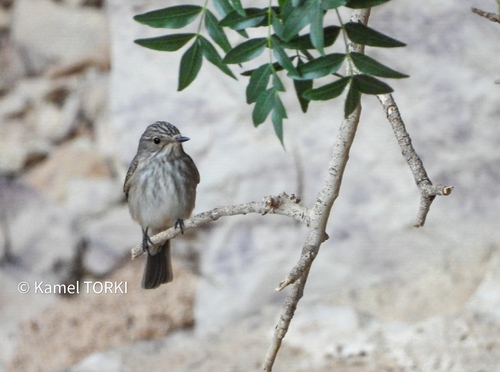 Spotted Flycatcher
