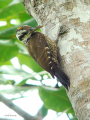 Chloropicus xantholophus