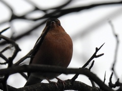 Fringilla coelebs