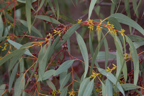 Eucalyptus vicina