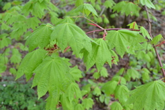 Acer japonicum