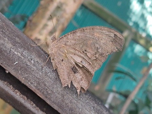 Common Evening Brown