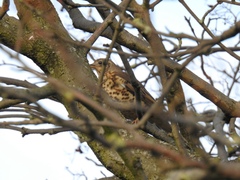 Turdus viscivorus