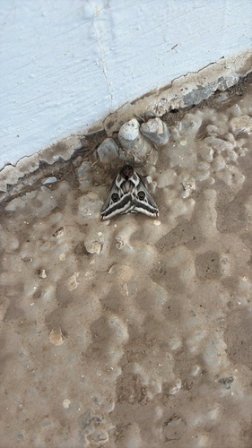 Chihuahuan Agapema