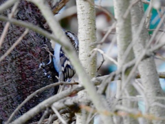 Certhia familiaris