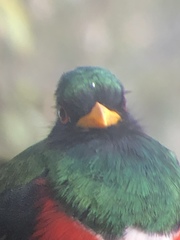 Trogon personatus