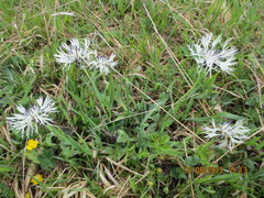 Centaurea cheiranthifolia