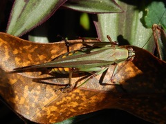 Enthephippion olivaceum