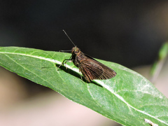 Eprius veleda veleda