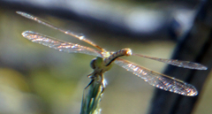 Erpetogomphus designatus