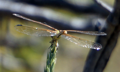Erpetogomphus designatus