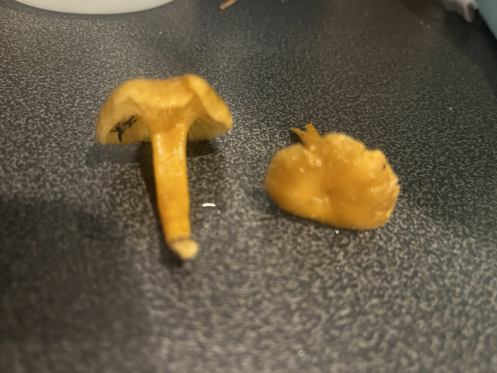 Craterellus tubaeformis · November 2025 · photo: © lynn112 (iNaturalist, cc-by)